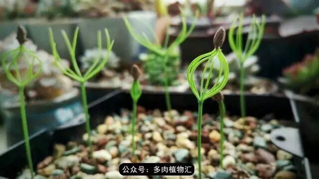 植物生长的6个阶段（植物的成长过程）(6)