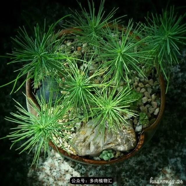 植物生长的6个阶段（植物的成长过程）(17)