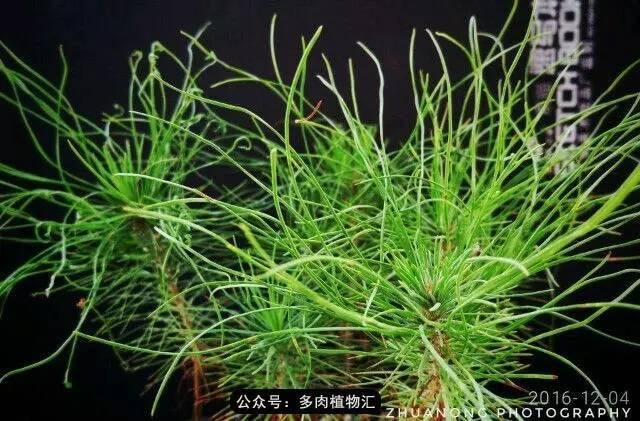 植物生长的6个阶段（植物的成长过程）(20)