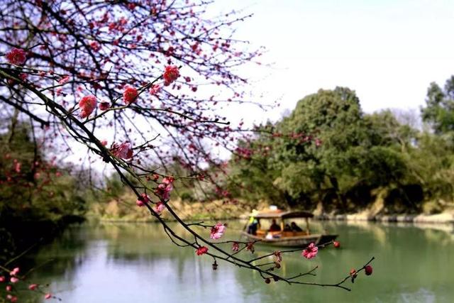 杭州梅花赏花攻略 快去西溪湿地新春探梅节(6)