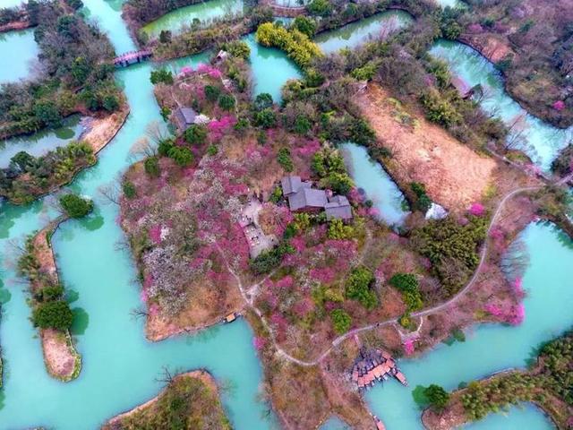 杭州梅花赏花攻略 快去西溪湿地新春探梅节(8)