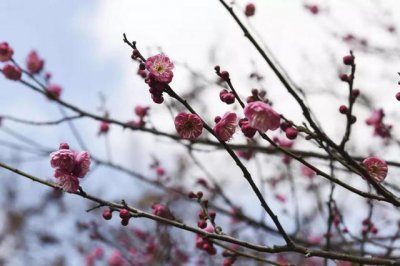 ​杭州梅花赏花攻略 快去西溪湿地新春探梅节