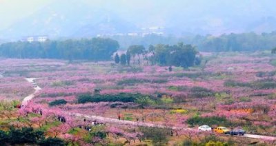 ​白水洋桃花节在哪里,白水洋的桃花节什么时候开始 解