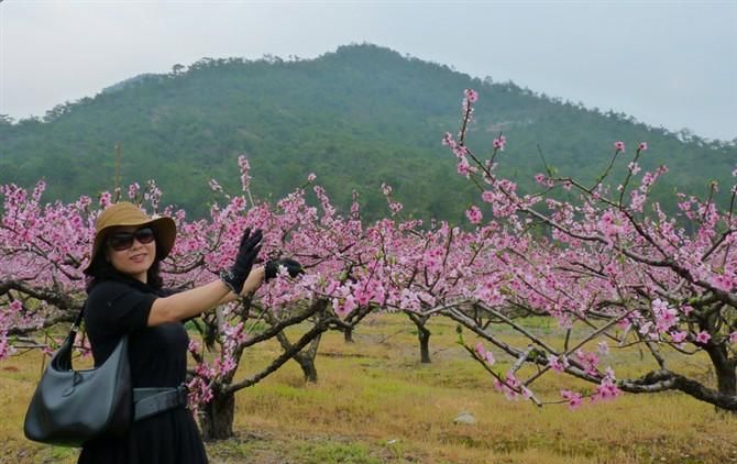 台州桃花节在哪里