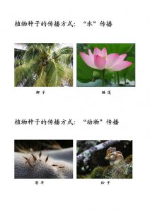 ​植物怎么传播种子的（植物传播种子的方式有哪些）