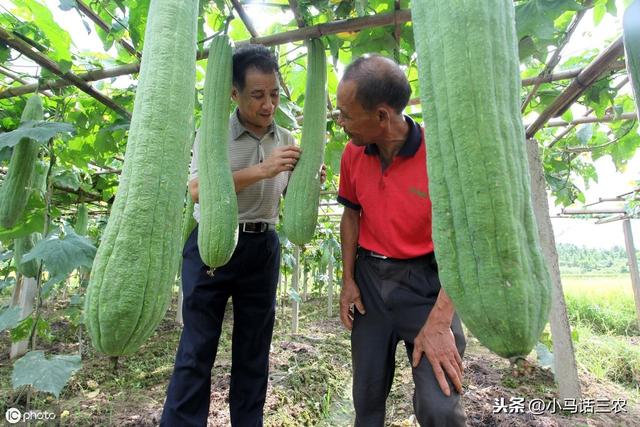 丝瓜种植方法大全（在农村最常见的丝瓜）(3)