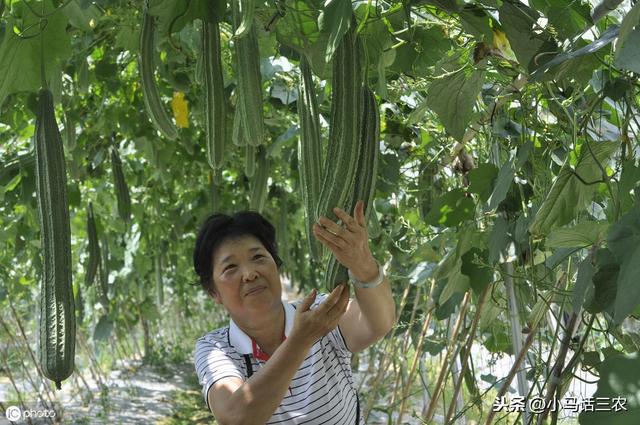 丝瓜种植方法大全（在农村最常见的丝瓜）(2)