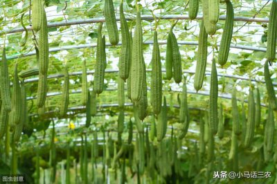 ​丝瓜种植方法大全（在农村最常见的丝瓜）