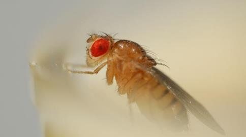 黑腹果蝇对人类有什么危害,郑州海关查获大量活体昆虫图7