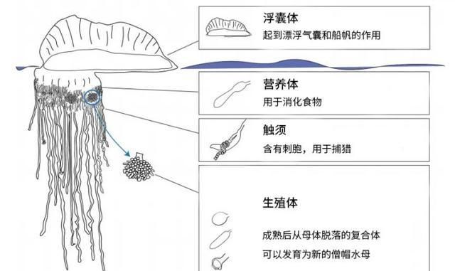 动物会自杀吗，动物或者植物会自杀吗？如果会，是什么原因？如果不会，那它的生命又是什么意义？图12