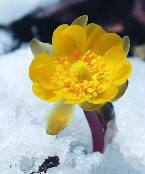 冬天开花的植物有什么特点