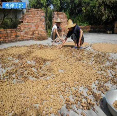 晒龙眼干为什么要过水,不焯水可以晒龙眼干