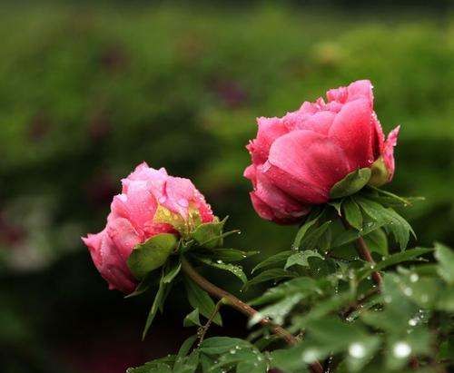 牡丹花什么时候开花 几点钟,牡丹花什么时候开花 几点钟为什么图6