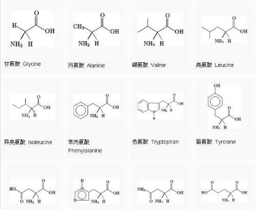 组成蛋白质的20种氨基酸中属于亚氨基酸的是什么