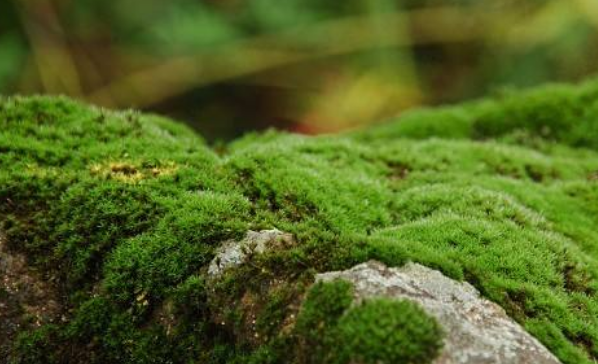 青苔是生物,青苔是属于次级生物吗图4