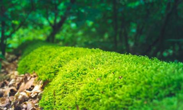 青苔是生物,青苔是属于次级生物吗图2