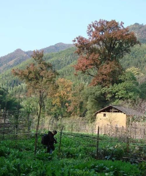 荒野是什么意思