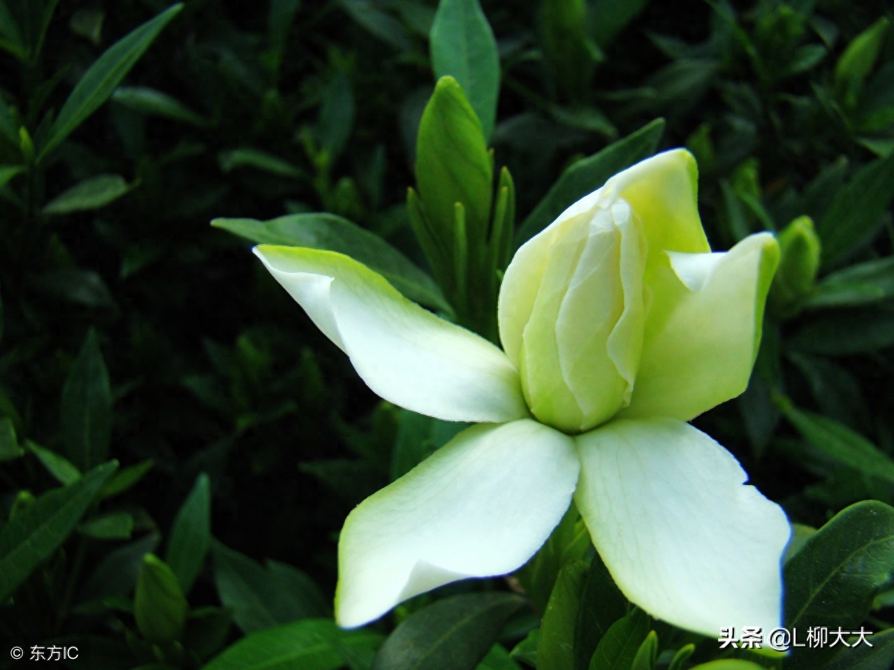 何炅简介个人资料 ——栀子花开呀开！栀子花开呀开