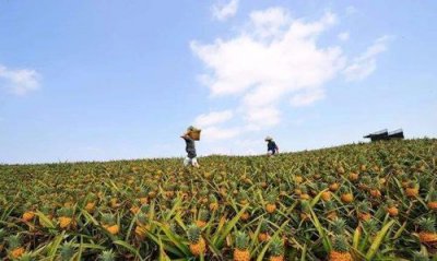 ​菠萝长在哪里,菠萝长在哪里