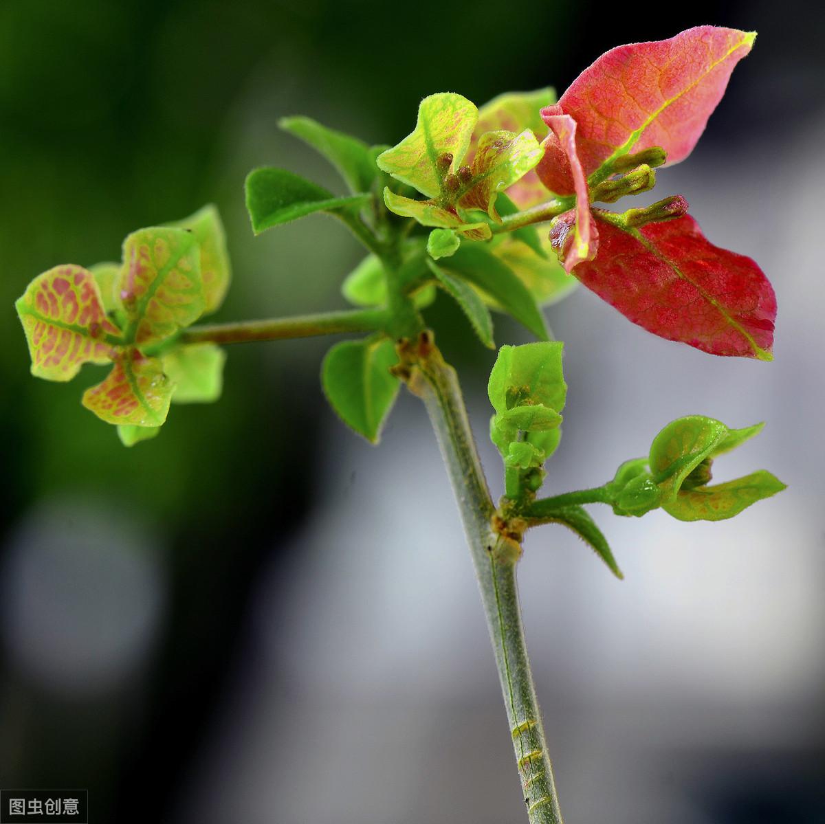 梦醒时分的原唱是谁（还记得《梦醒时分》原唱陈淑桦吗？她消失匿迹是因为…）