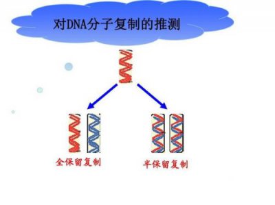 ​dna的半保留复制名词解释_dna的半保留复制是指