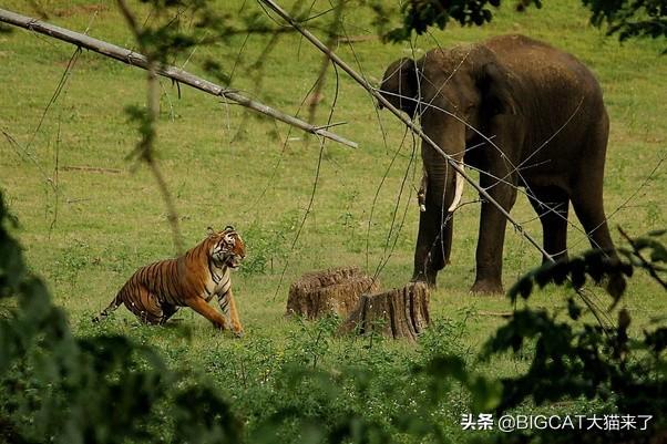 孟加拉虎和东北虎哪个厉害(孟加拉虎和东北虎体型对比)