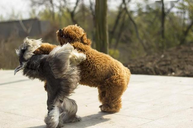 为何泰迪犬的“弃养率”那么高-（为什么不建议养泰迪犬）