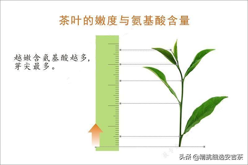 安吉白茶的口感是什么样（安吉白茶的特点和功效有哪些）