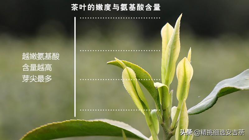 安吉白茶的口感是什么样（安吉白茶的特点和功效有哪些）