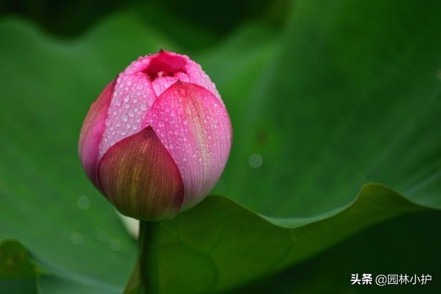 荷花为什么叫芙蓉花(芙蓉到底是不是荷花)