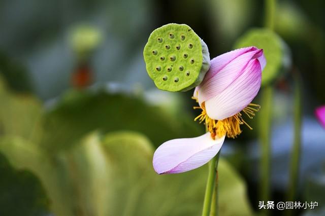 荷花为什么叫芙蓉花(芙蓉到底是不是荷花)