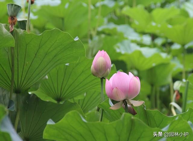 荷花为什么叫芙蓉花(芙蓉到底是不是荷花)