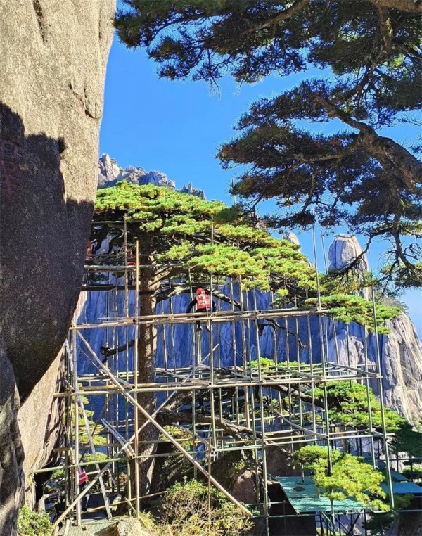 黄山迎客松是真树还是假树(黄山迎客松一年的养护费用)