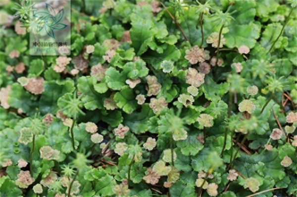 地钱是什么植物(地钱属于什么类植物)