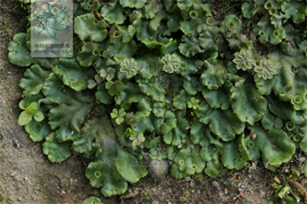 地钱是什么植物(地钱属于什么类植物)