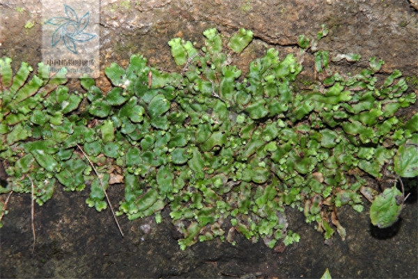 地钱是什么植物(地钱属于什么类植物)