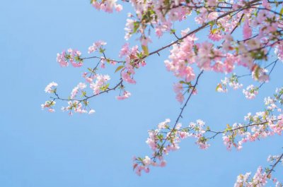 ​关于花的诗句|一朝春雨落，十里春花开