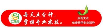 ​农村这种长满刺的果子，被誉为“长寿果”，能抗衰老，你知道吗？