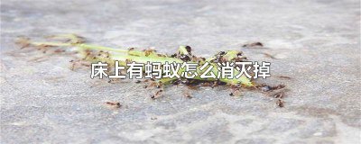 ​床上有蚂蚁怎么消灭掉视频 床上有蚂蚁怎么消灭掉图片