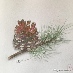 ​简笔画：手绘小松果