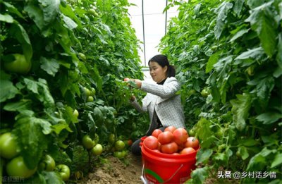 ​种菜小技巧 家庭种菜四个小妙招真神奇，很少有人能够掌握，简单又实用