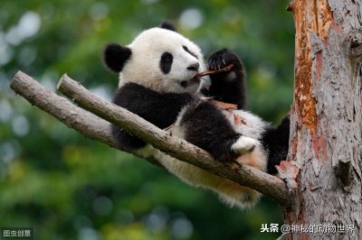 ​介绍大熊猫的外形和特点（介绍大熊猫的外形和特点英语作文）