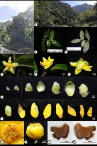 ​研究发现该地区适合种植茶树 研究发现该化合物具有清除自由基,抗肿瘤,消炎,镇痛