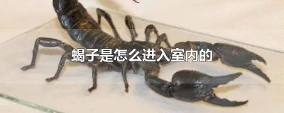 ​蝎子是怎么进入室内的视频 蝎子是怎么进入室内的图片