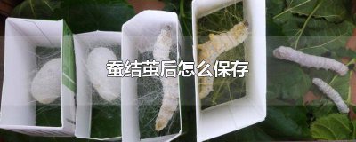 ​蚕结茧了之后怎么办 蚕结茧的时候怎么办