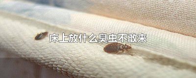 ​床周围放什么能阻挡臭虫进来 床周围放什么能阻挡臭虫进屋