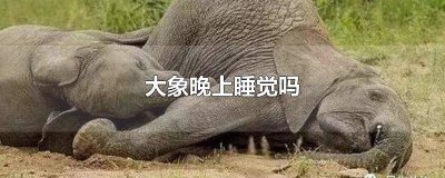 ​大象睡觉了像什么 大象睡觉了吗