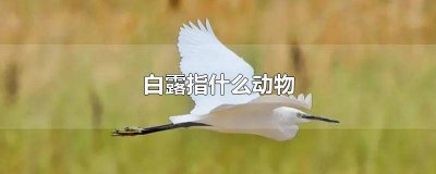 ​白鹭为什么是保护动物 白鹭什么保护动物