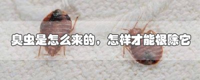 ​臭虫怎么除臭 怎样根除臭虫怎么消灭