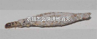 ​衣蛾幼虫怎么消灭干净图片 怎样消灭衣蛾幼虫